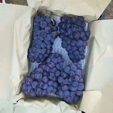 河北邯郸京亚葡萄大量供应，串行紧，颗粒大