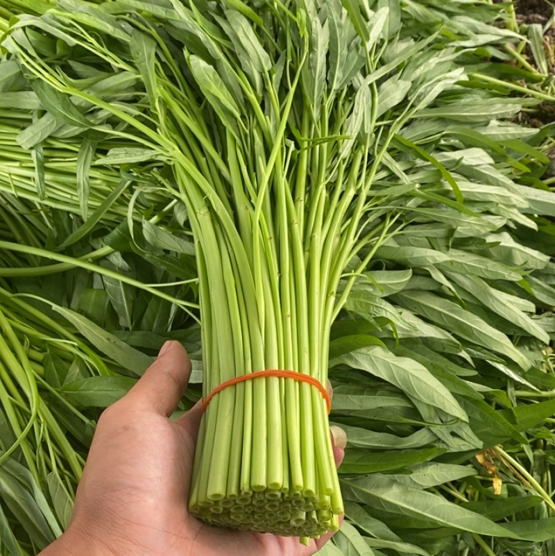 柳叶空心菜2级