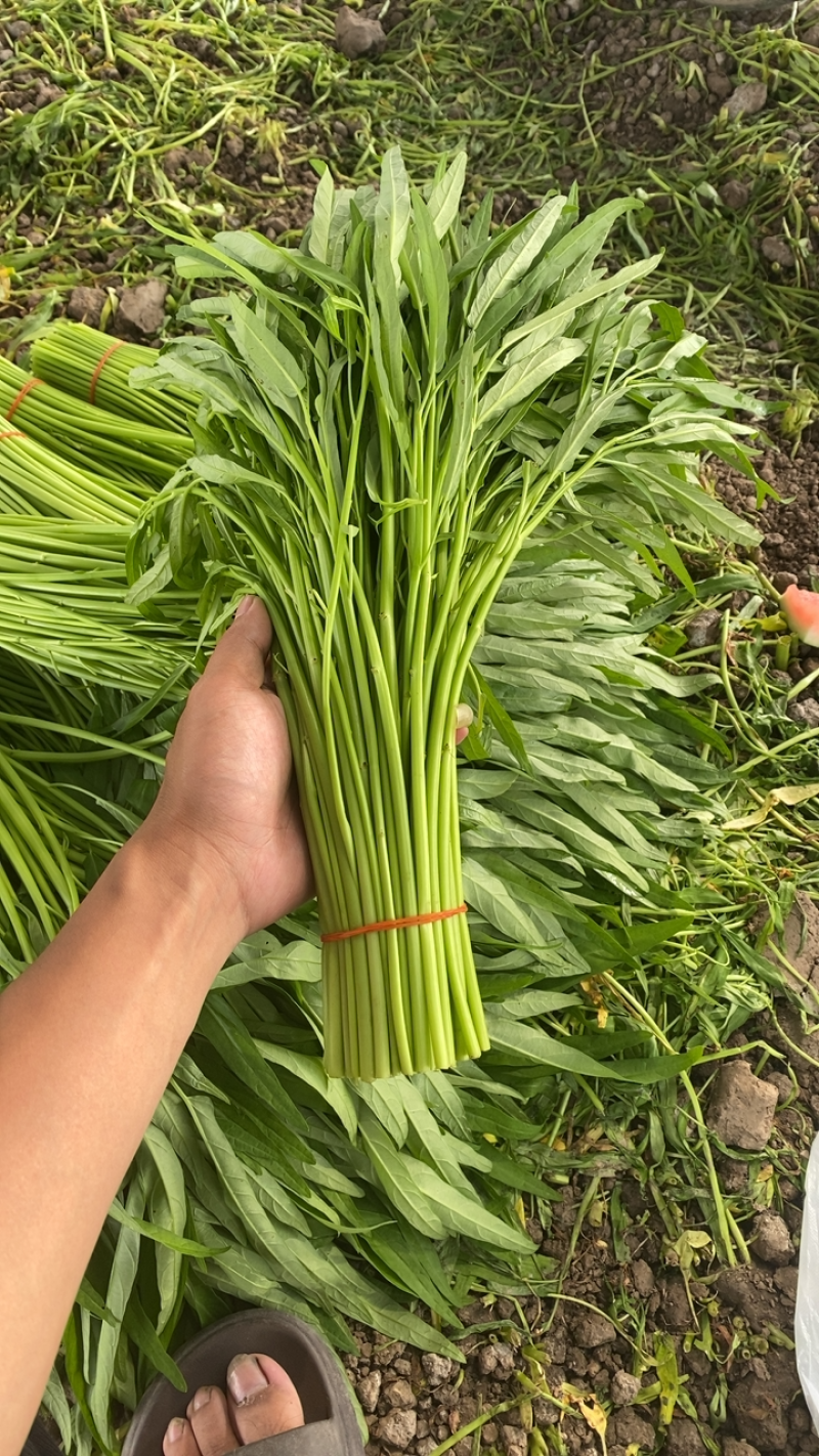 柳叶空心菜2级