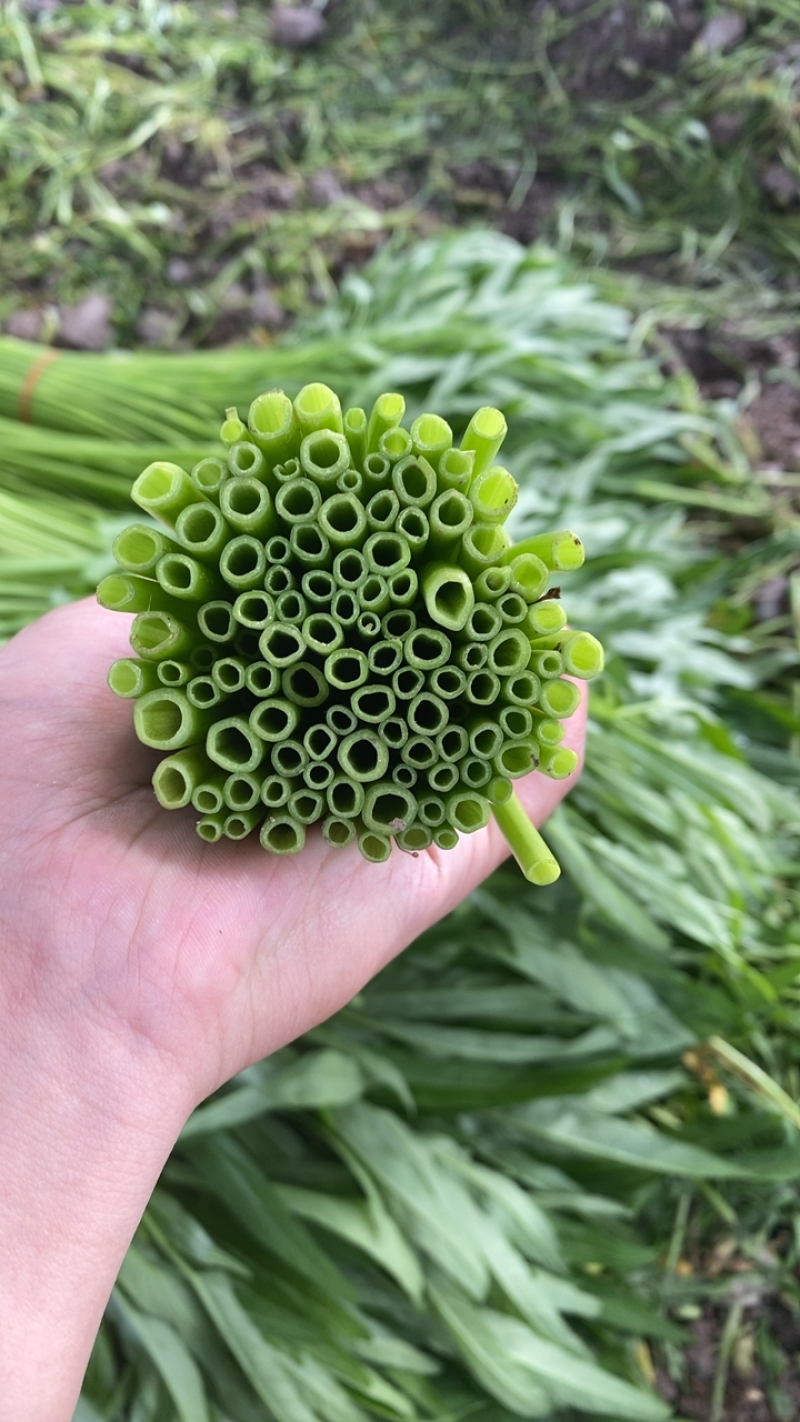 柳叶空心菜2级