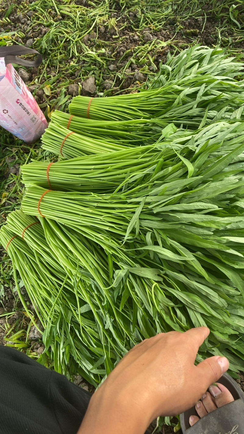 柳叶空心菜2级