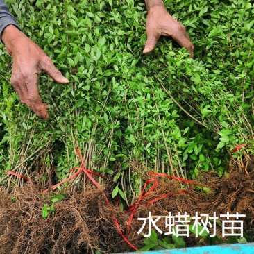 【荐】水蜡树苗小苗耐寒耐冻园林庭院篱笆院墙绿化苗木园林绿