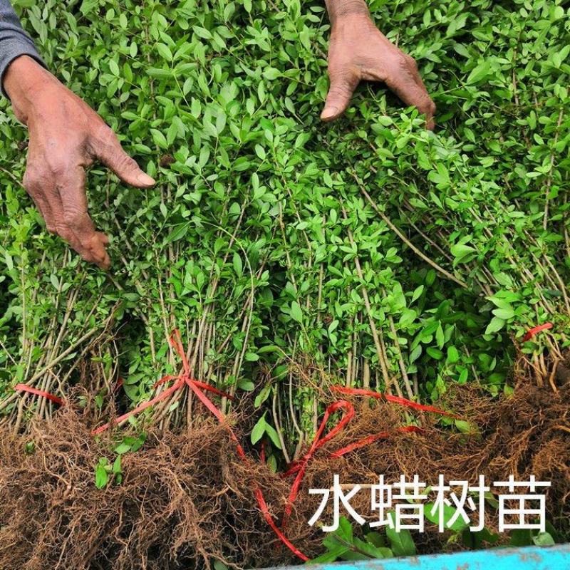 【荐】水蜡树苗小苗耐寒耐冻园林庭院篱笆院墙绿化苗木园林绿