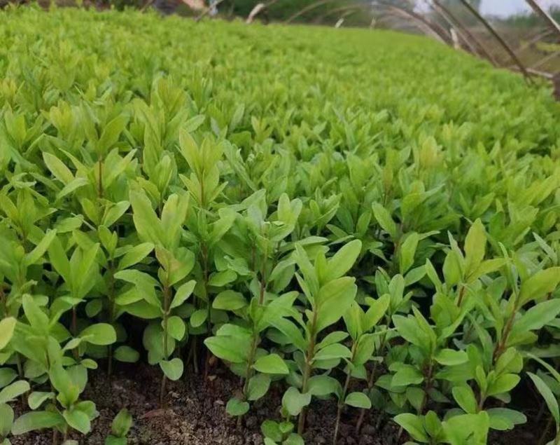 【荐】水蜡树苗小苗耐寒耐冻园林庭院篱笆院墙绿化苗木园林绿