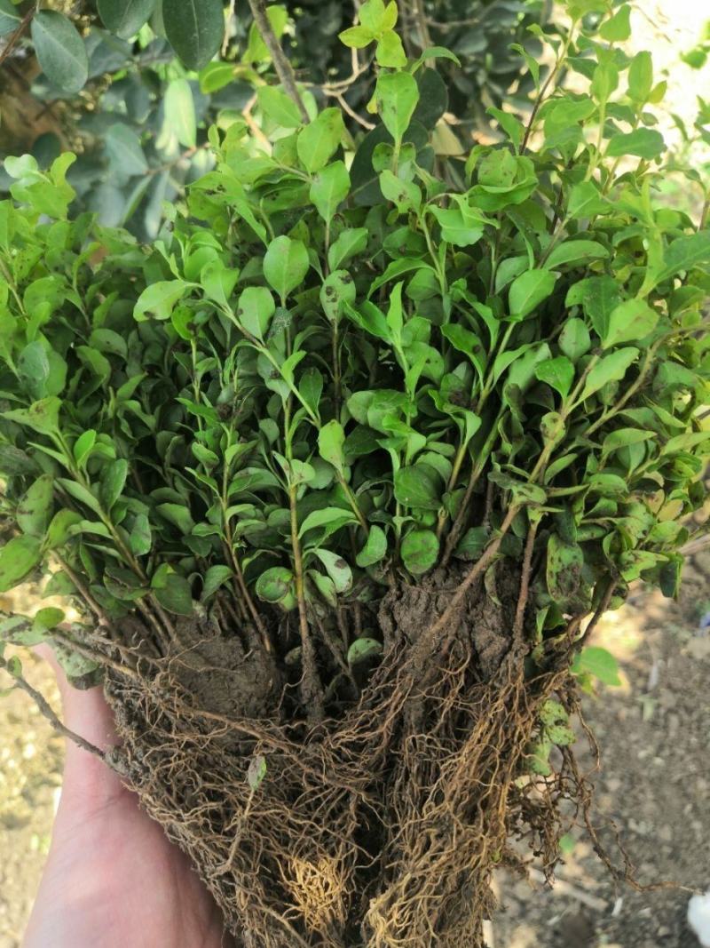 【荐】水蜡树苗小苗耐寒耐冻园林庭院篱笆院墙绿化苗木园林绿