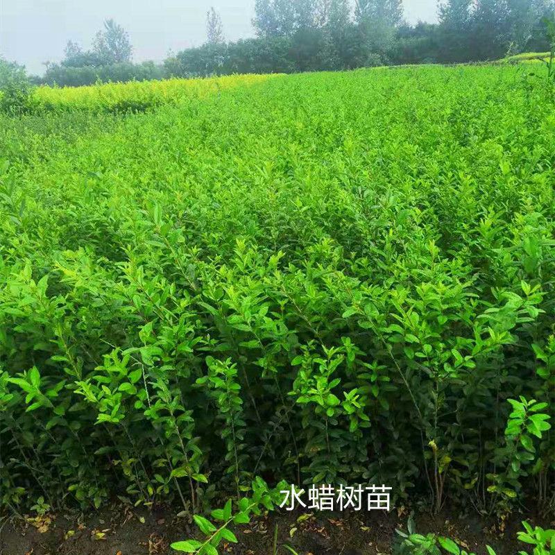 【荐】水蜡树苗小苗耐寒耐冻园林庭院篱笆院墙绿化苗木园林绿