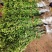 【荐】水蜡树苗小苗耐寒耐冻园林庭院篱笆院墙绿化苗木园林绿