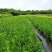 【荐】水蜡树苗小苗耐寒耐冻园林庭院篱笆院墙绿化苗木园林绿