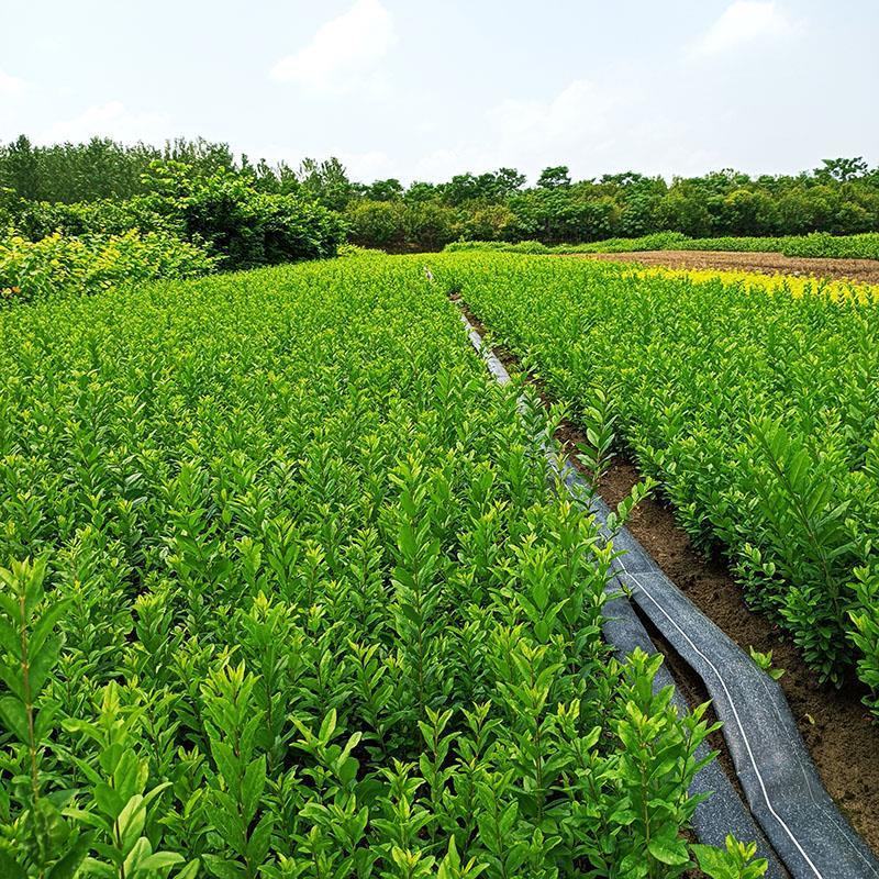 【荐】水蜡树苗小苗耐寒耐冻园林庭院篱笆院墙绿化苗木园林绿