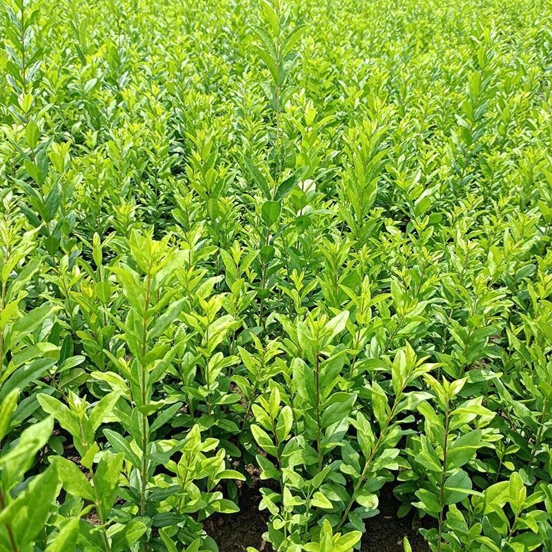 【荐】水蜡树苗小苗耐寒耐冻园林庭院篱笆院墙绿化苗木园林绿
