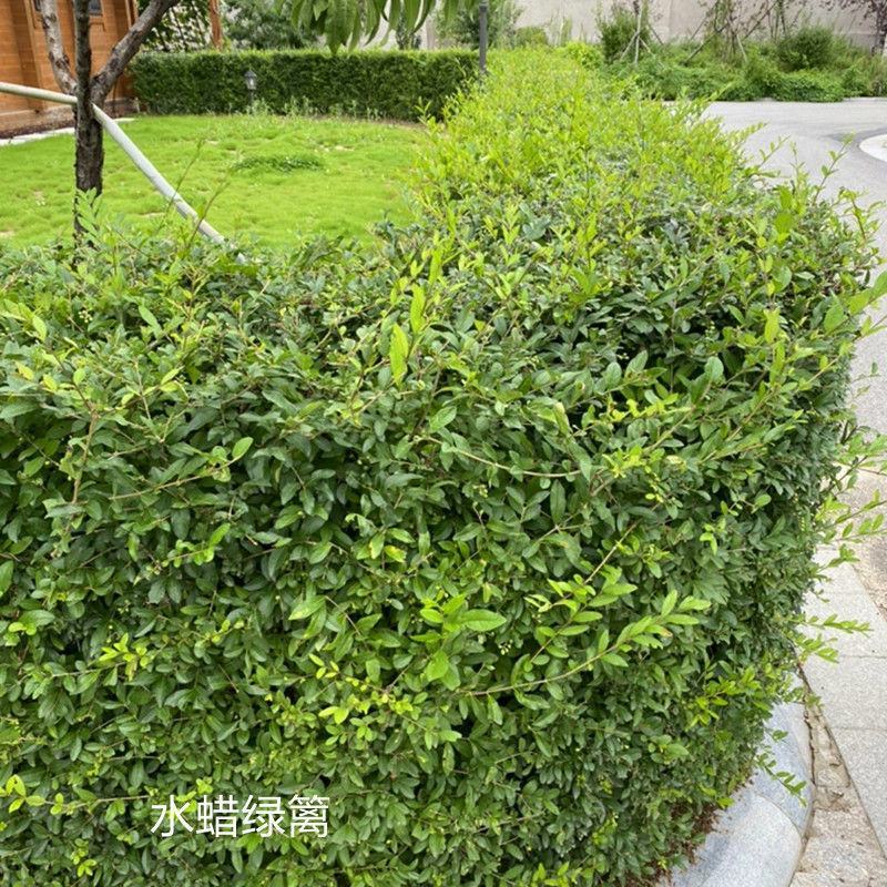【荐】水蜡树苗小苗耐寒耐冻园林庭院篱笆院墙绿化苗木园林绿