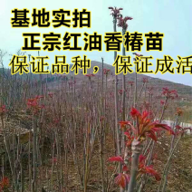 高产正宗红油香椿树苗现挖现发当年发芽包成活