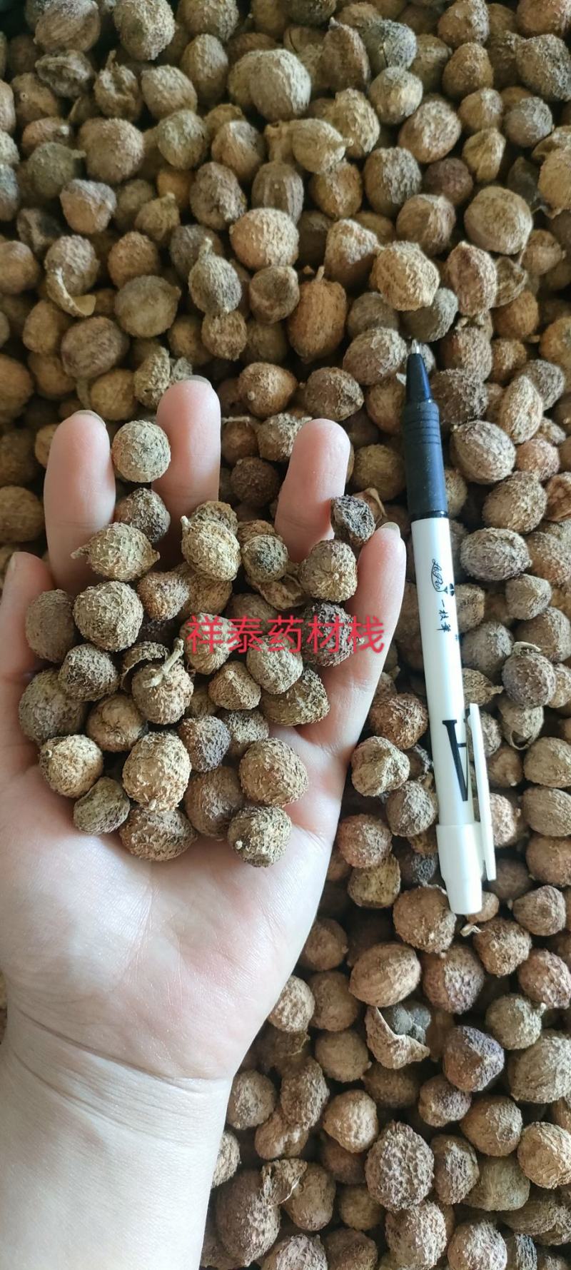 《热销》阳春砂仁（祥泰药材栈）保证质量中药材批发零售