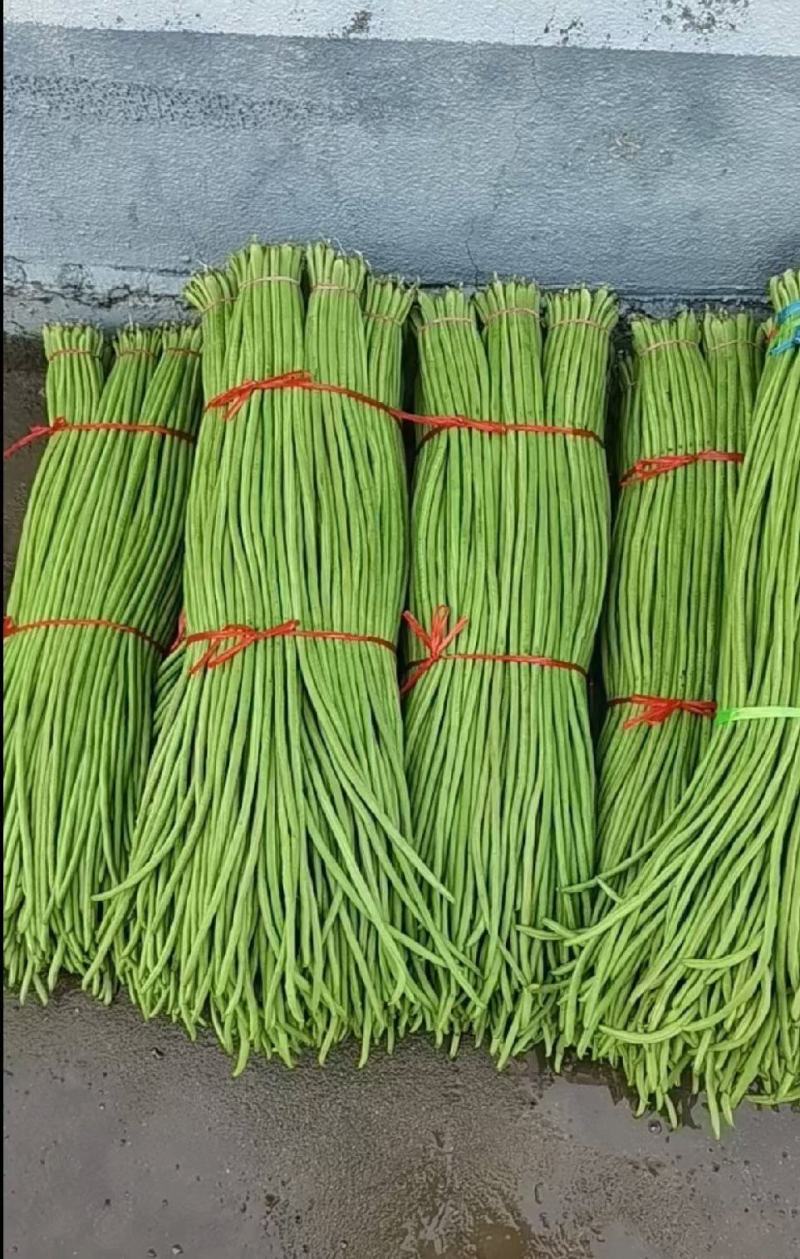 中牟优质长豆角60公分以上专业代办欢迎选购