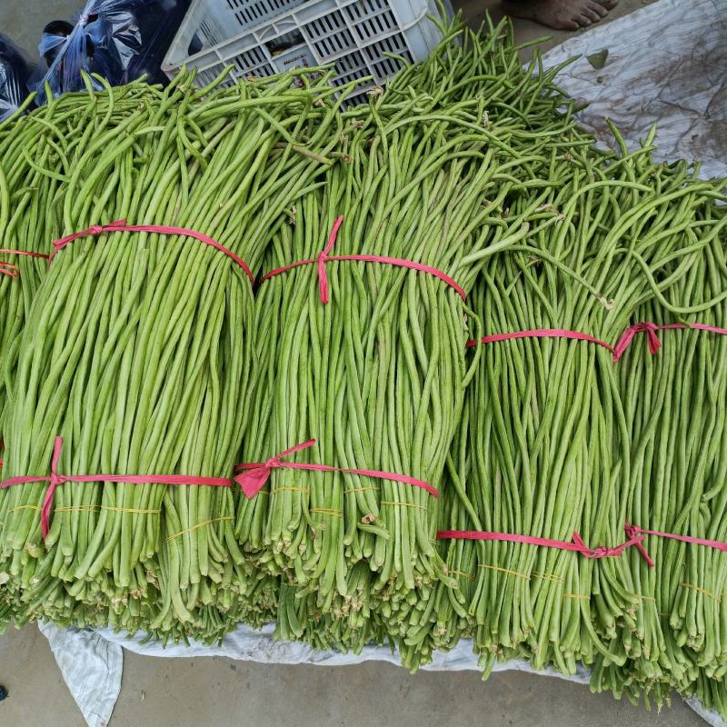 中牟优质长豆角60公分以上专业代办欢迎选购