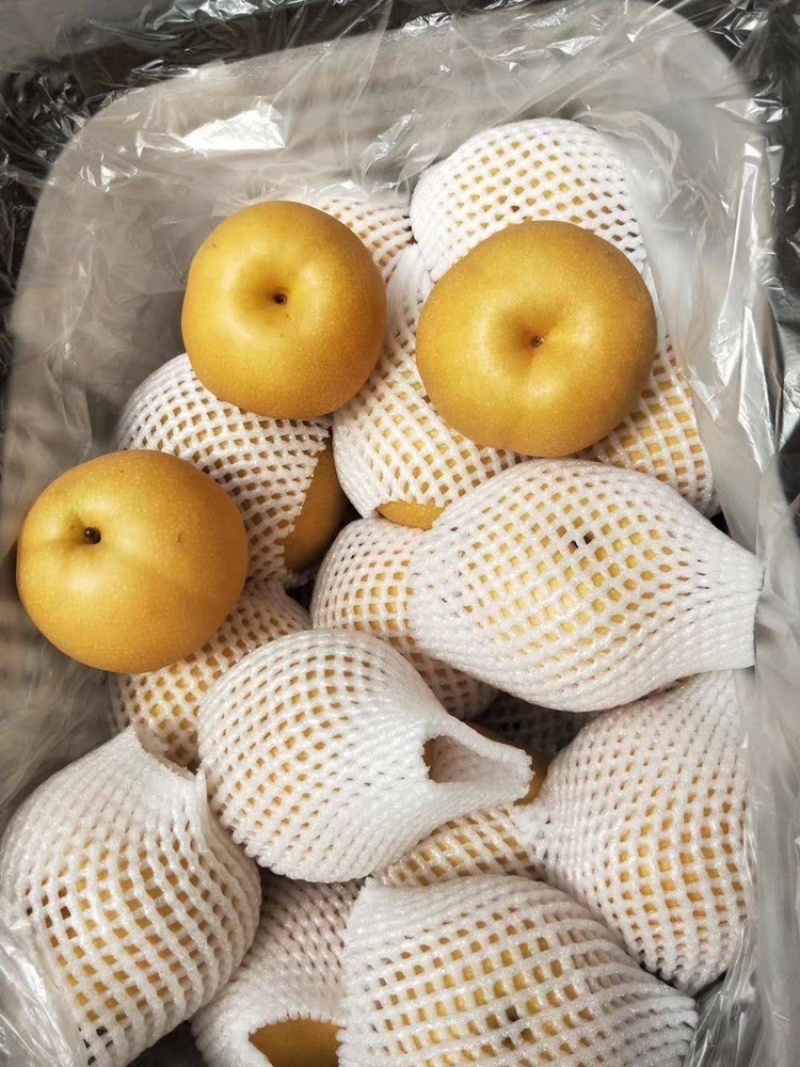 大量供应精品丰水梨，口感脆甜，产地直供，支持一件代发