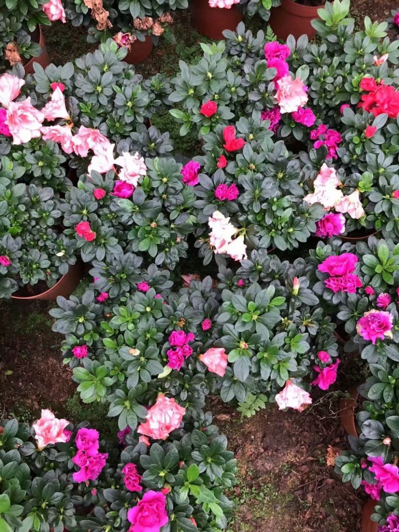 多色西洋杜鹃漳州西洋杜鹃毛杜鹃种植基地苗农一手货源批发