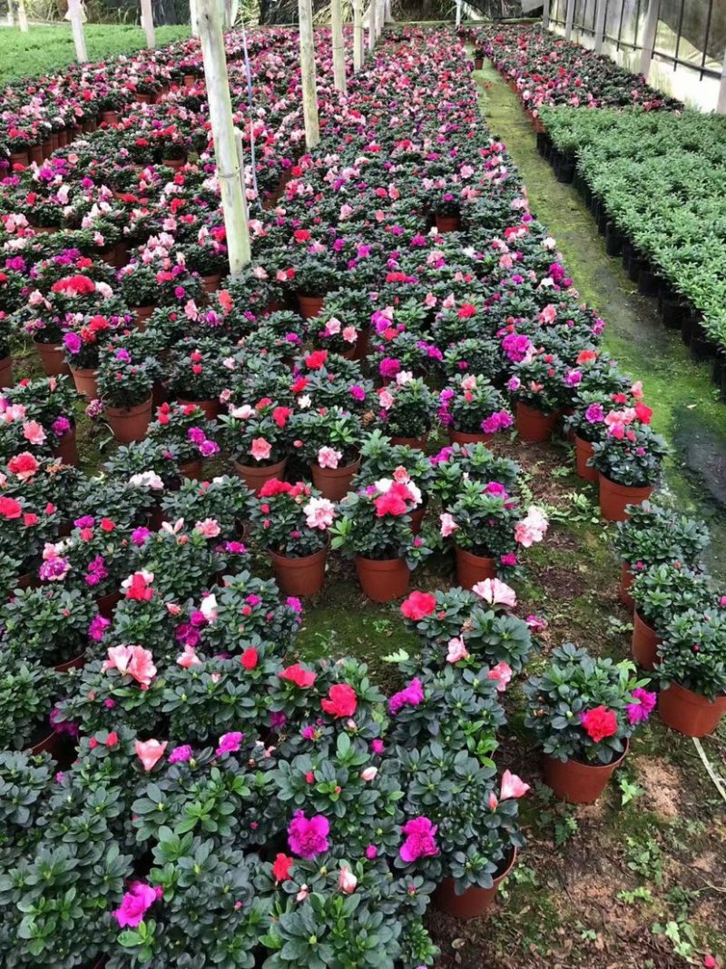 多色西洋杜鹃漳州西洋杜鹃毛杜鹃种植基地苗农一手货源批发