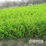 【荐】水蜡树苗小苗耐寒耐冻园林庭院篱笆院墙绿化苗木园林绿