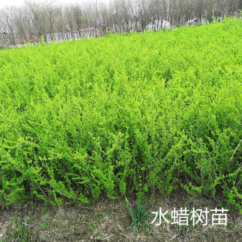 【荐】水蜡树苗小苗耐寒耐冻园林庭院篱笆院墙绿化苗木园林绿