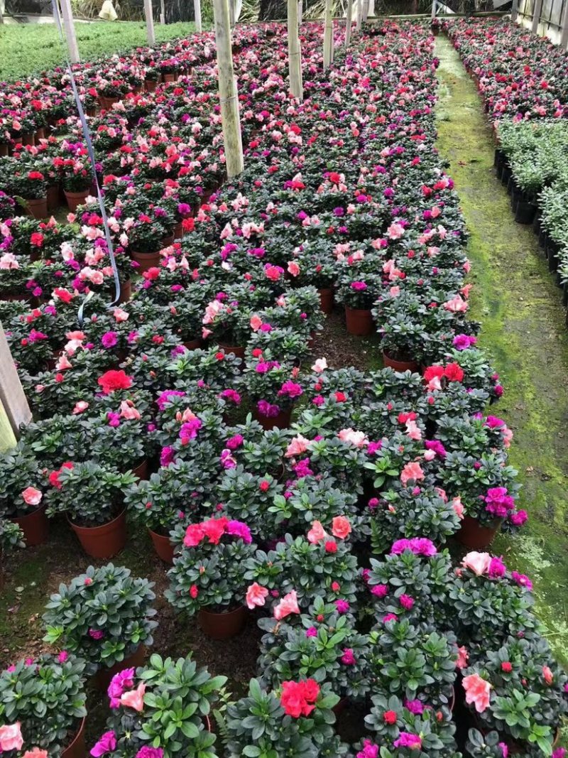 多色西洋杜鹃漳州西洋杜鹃毛杜鹃种植基地苗农一手货源批发