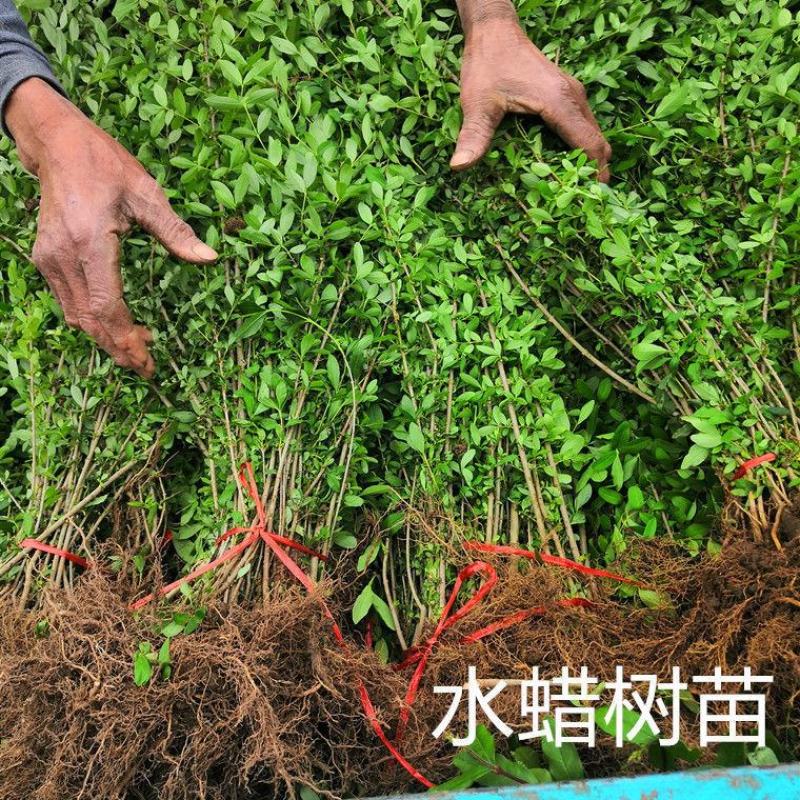 【荐】水蜡树苗小苗耐寒耐冻园林庭院篱笆院墙绿化苗木园林绿