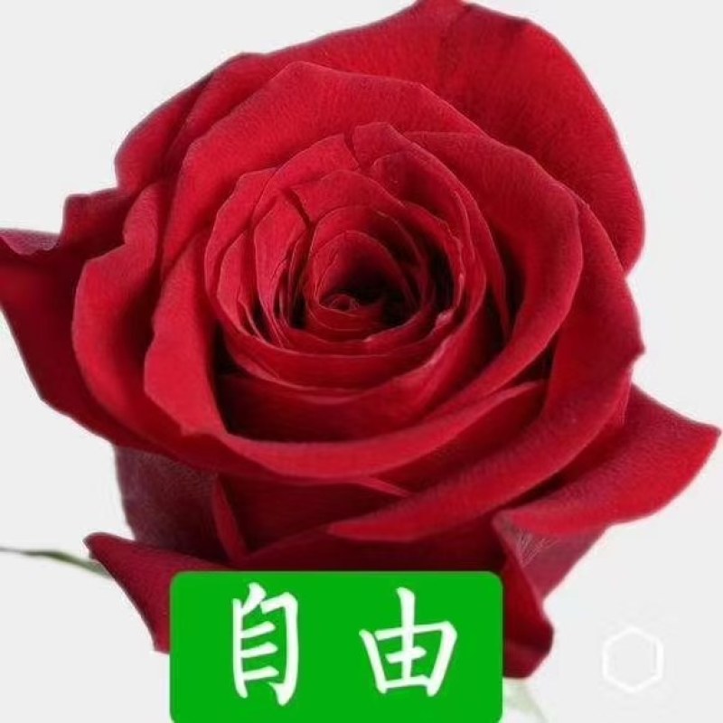 云南玫瑰种苗基地种植户