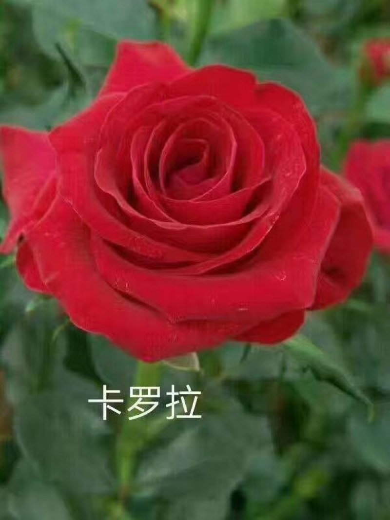 云南玫瑰种苗基地种植户