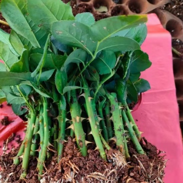 云南玫瑰种苗基地种植户