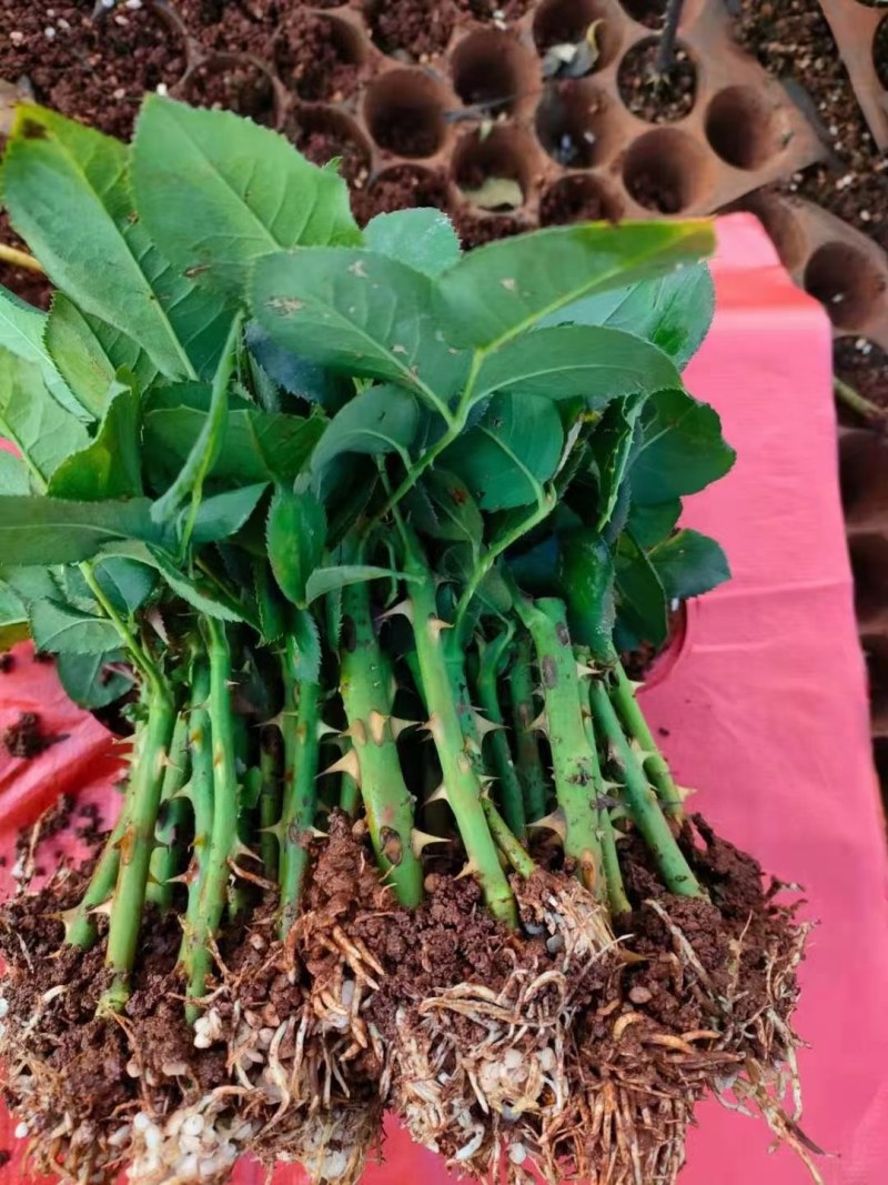 云南玫瑰种苗基地种植户