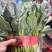 菠菜。颜色深绿，可供山东河南全国各大市场超市