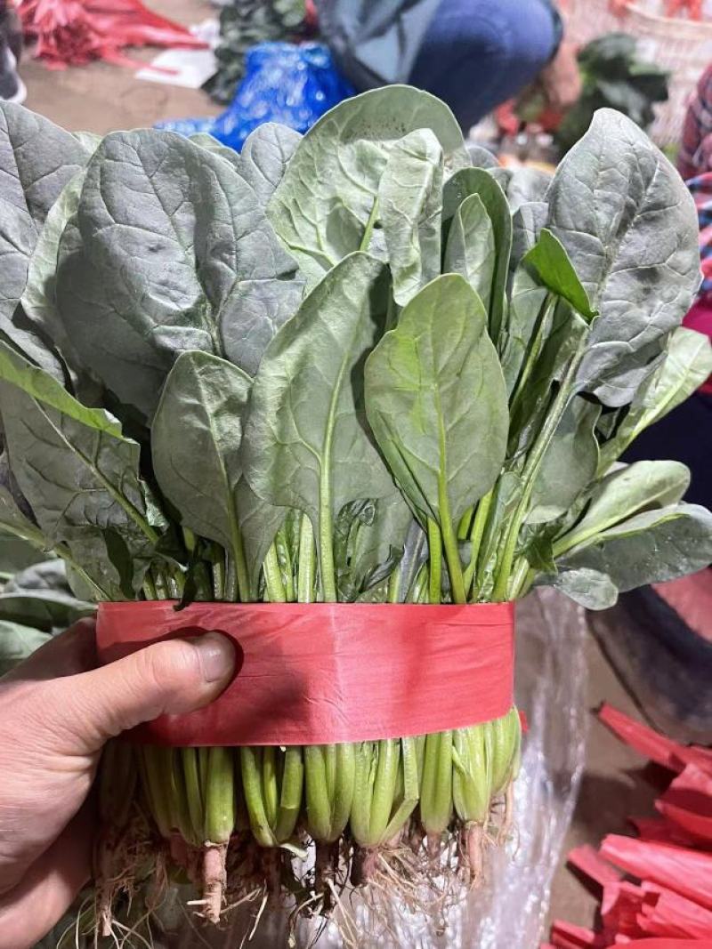 菠菜。颜色深绿，可供山东河南全国各大市场超市