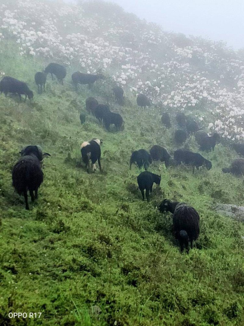 大凉山正宗黑绵羊