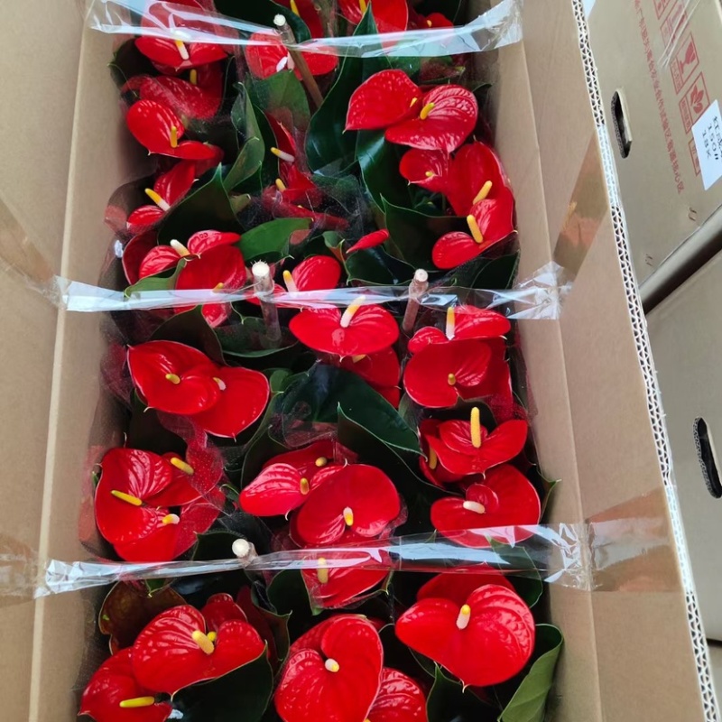 红掌（红成功）基地一件代发物美价廉品质有保障