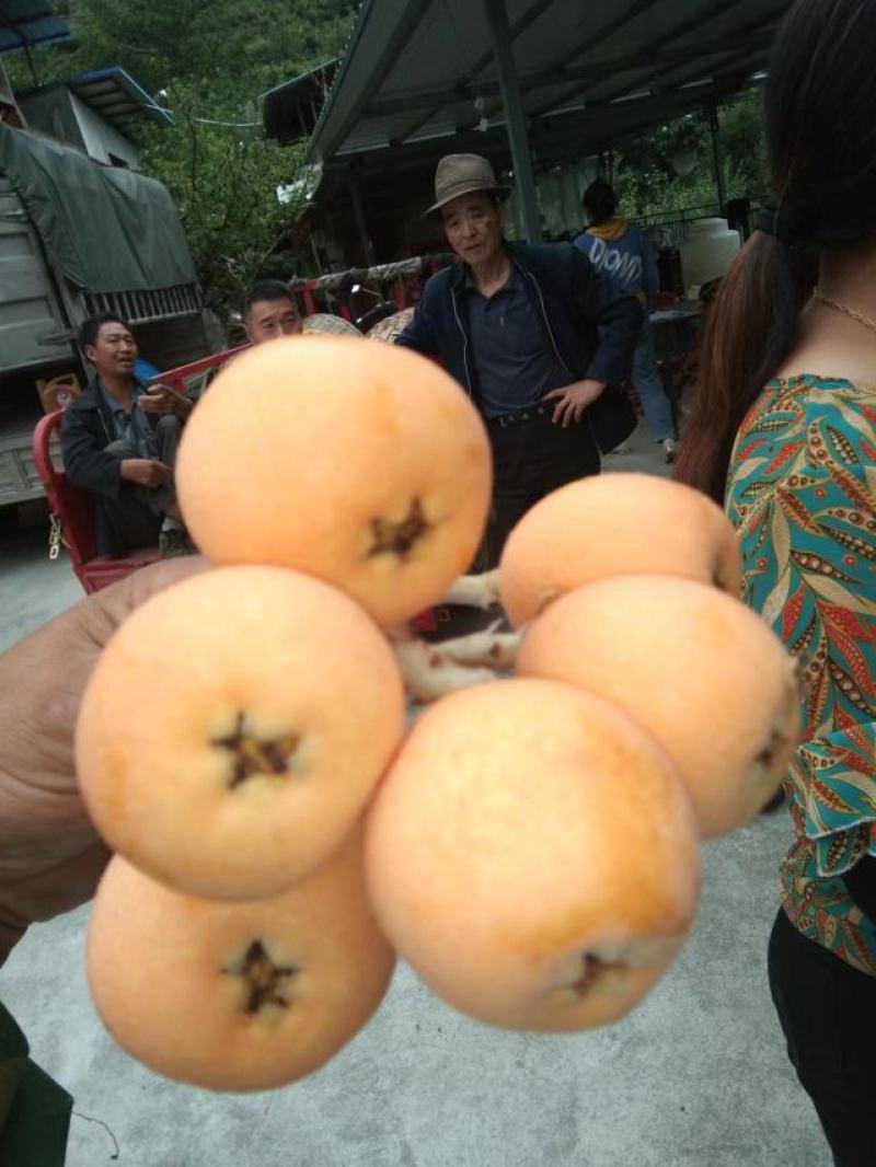 汶川，茂县。产地直销，实力代办，大枇杷一手货源
