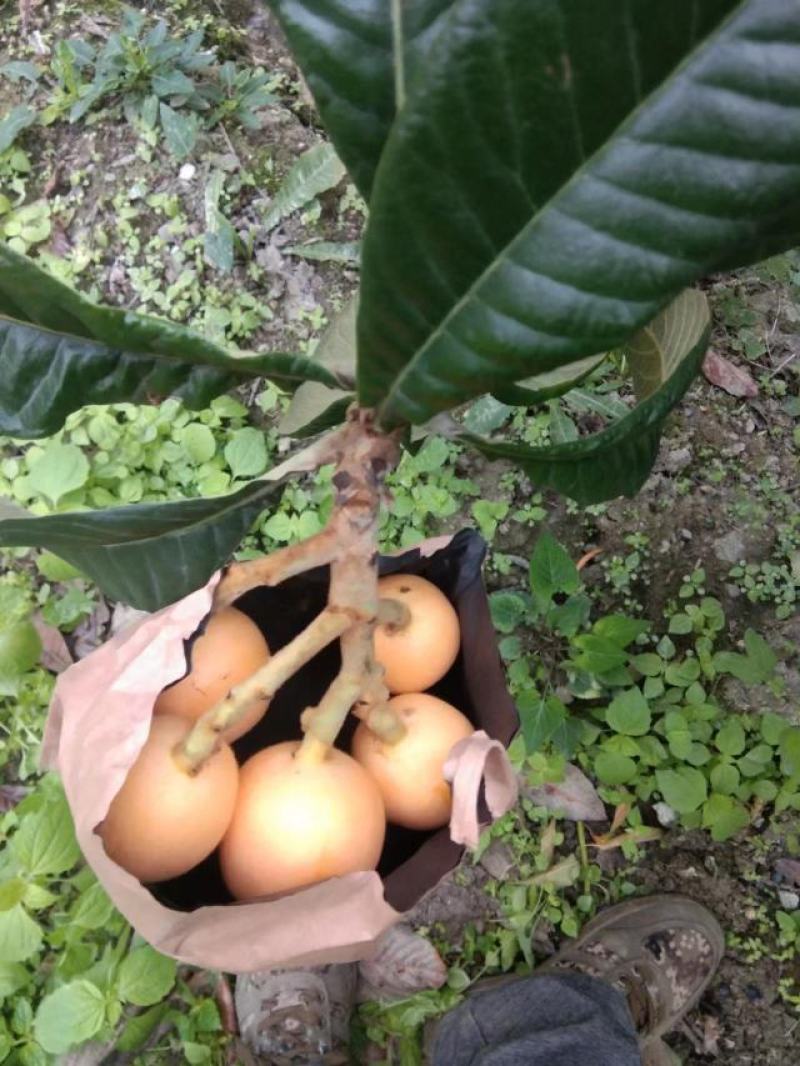 汶川，茂县。产地直销，实力代办，大枇杷一手货源