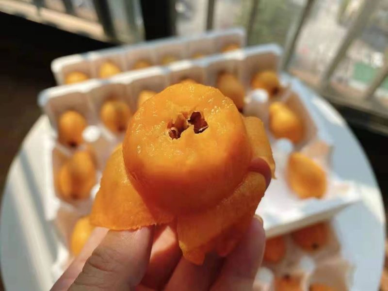 汶川，茂县。产地直销，实力代办，大枇杷一手货源