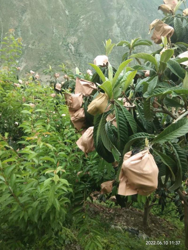 汶川，茂县。产地直销，实力代办，大枇杷一手货源