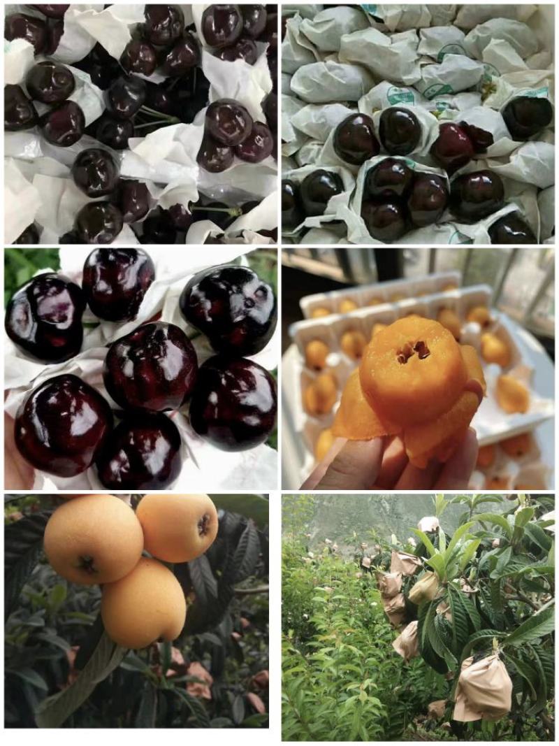 汶川，茂县。产地直销，实力代办，大枇杷一手货源
