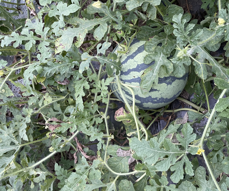 西瓜二茬的上市