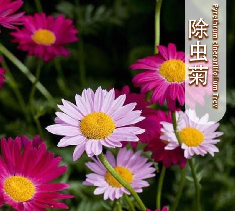 除虫菊盆栽种子室内外四季防蚊草驱蚊草种籽防蚊避蚊草花种子