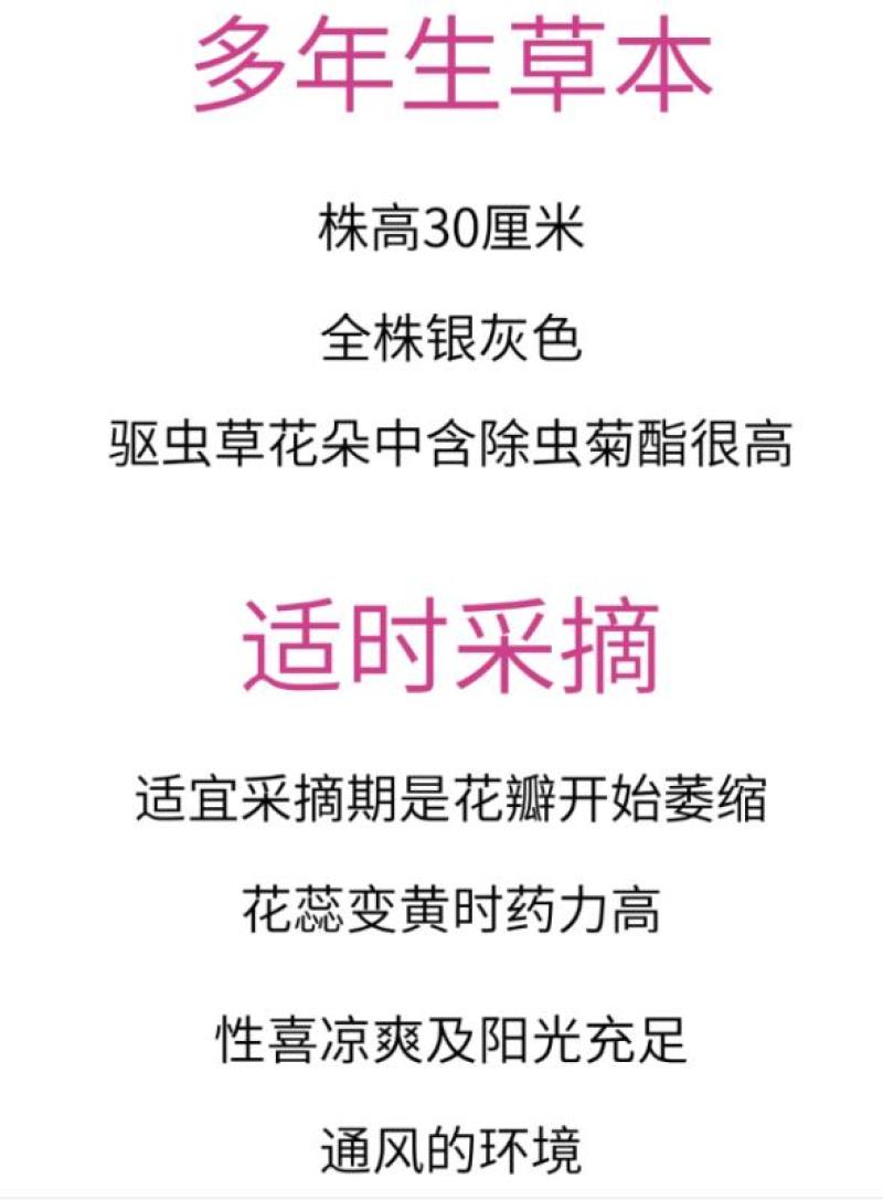 除虫菊盆栽种子室内外四季防蚊草驱蚊草种籽防蚊避蚊草花种子