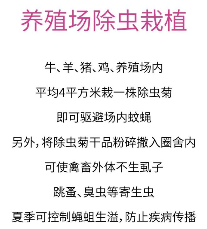 除虫菊盆栽种子室内外四季防蚊草驱蚊草种籽防蚊避蚊草花种子