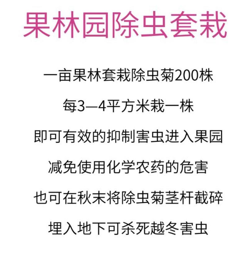 除虫菊盆栽种子室内外四季防蚊草驱蚊草种籽防蚊避蚊草花种子