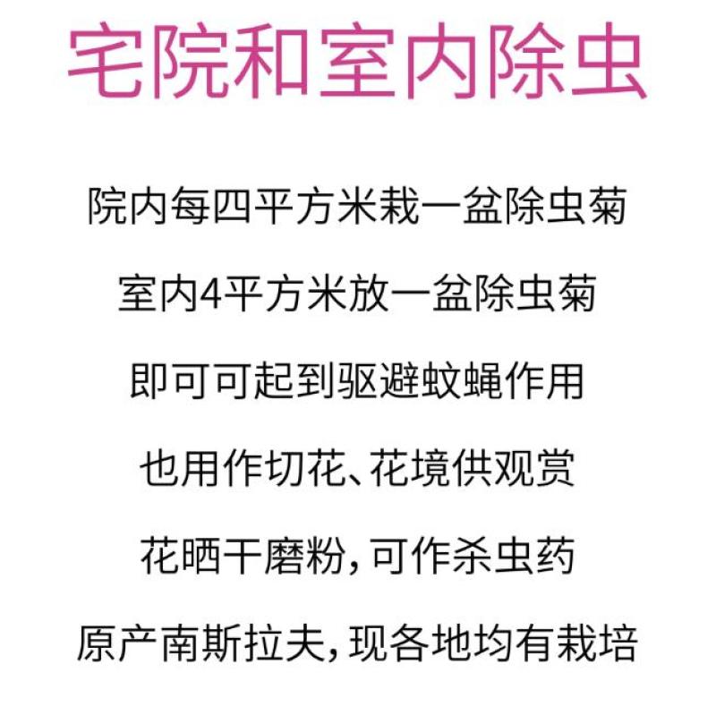 除虫菊盆栽种子室内外四季防蚊草驱蚊草种籽防蚊避蚊草花种子