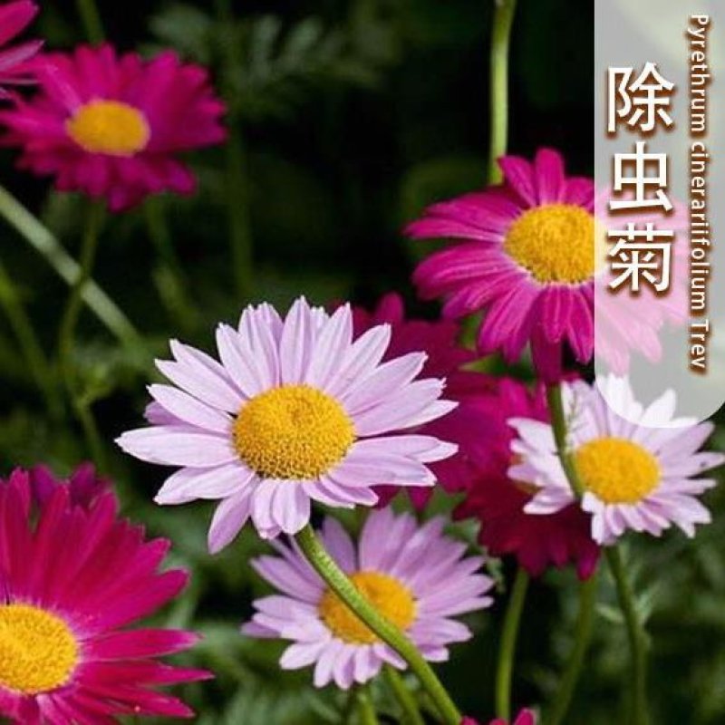 除虫菊盆栽种子室内外四季防蚊草驱蚊草种籽防蚊避蚊草花种子