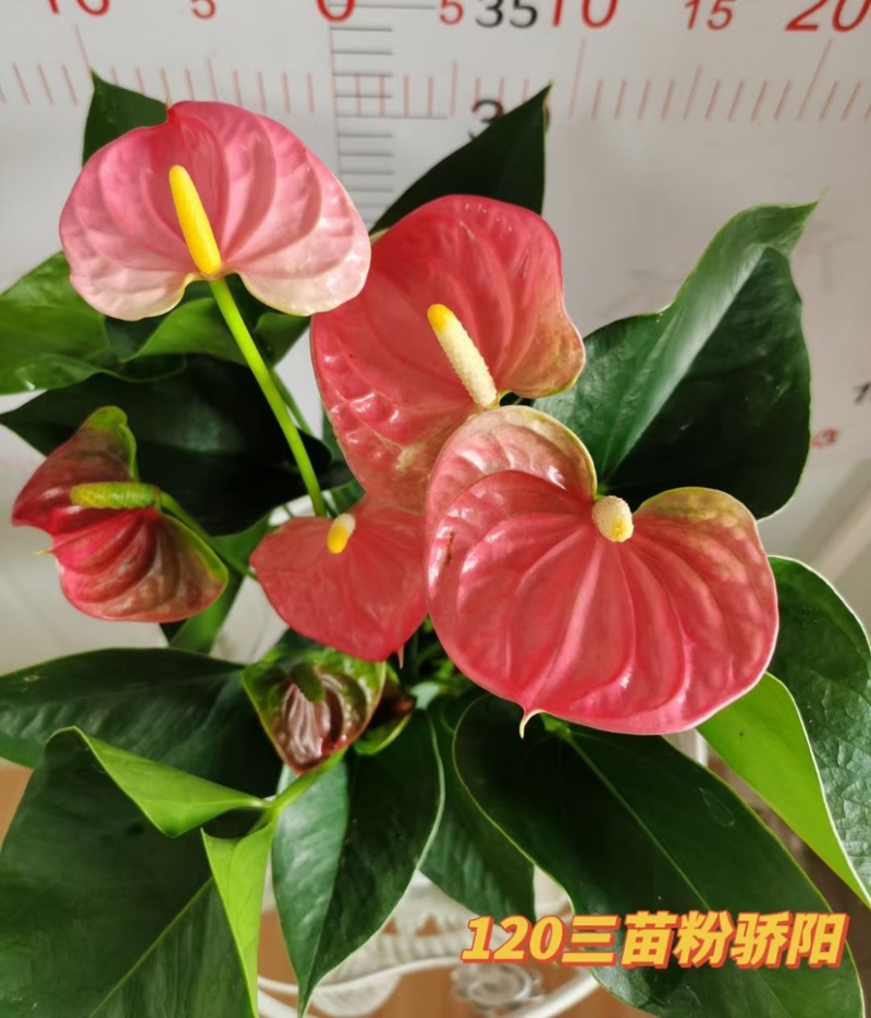 红掌（骄阳）基地直销全国一件代发物美价廉质量有保障