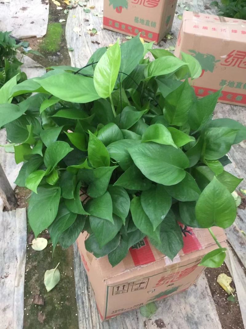 基地直发精品360