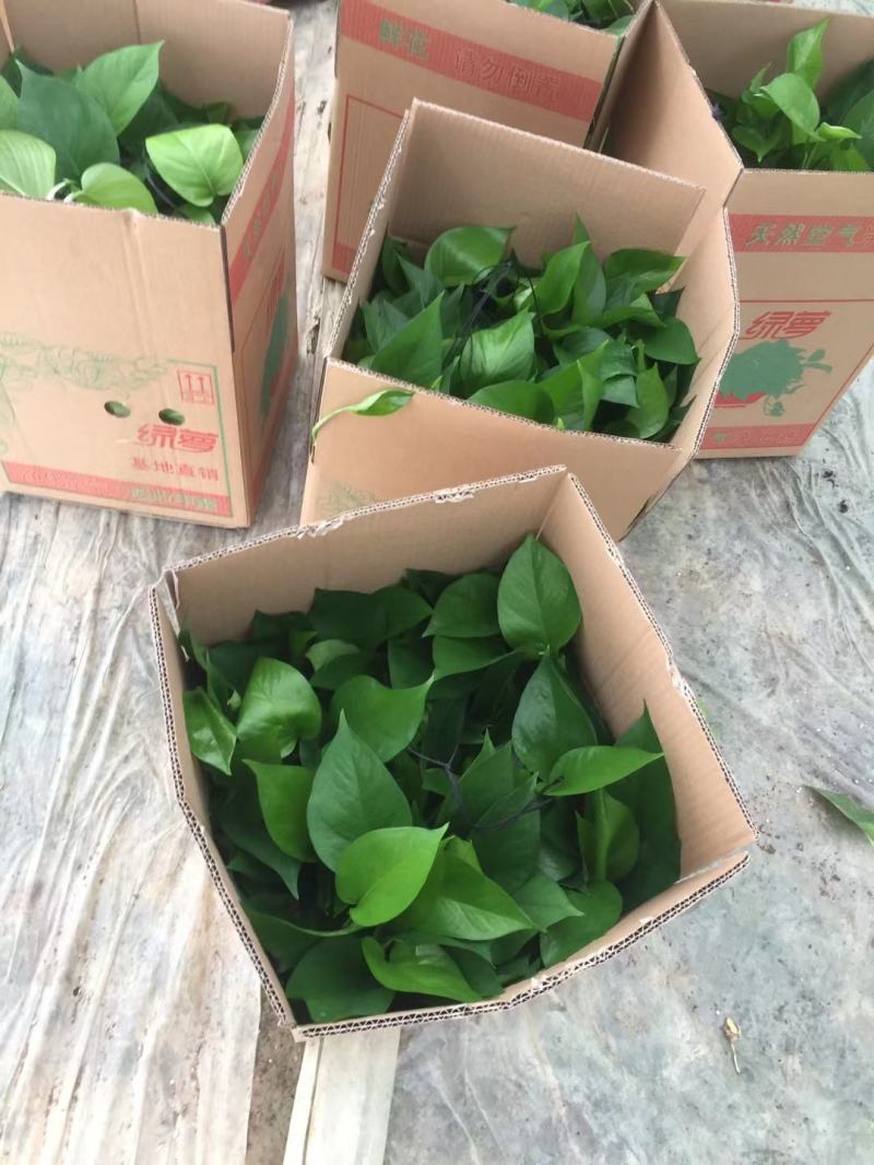 基地直发精品360