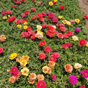 半枝莲太阳花半枝莲批发基地直供大量有货